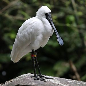 Black-faced spoonbill (Platalea minor)