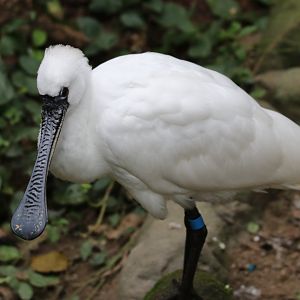 Black-faced spoonbill (Platalea minor)