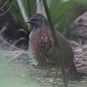 Taiwan Bamboo-Partridge (Bambusicola sonorivox)