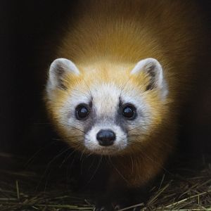 Japanese Marten