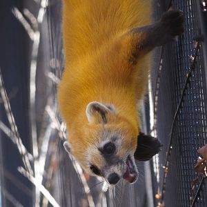 Japanese Marten