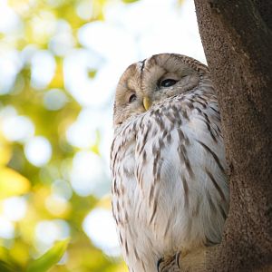 Ural Owl