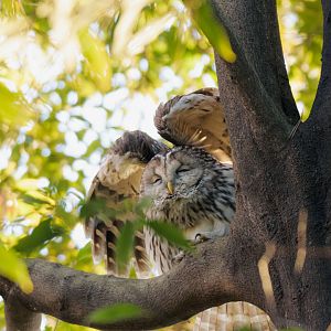 Ural Owl stretching its wings