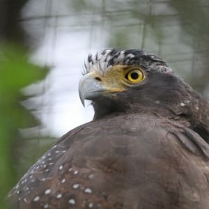 Crested Serpent-eagle (Spilornis cheela)