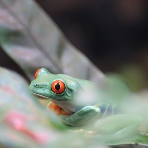 Red eyed tree frog (Agalychnis callidryas)