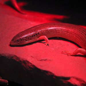 Ocellated Skink (Chaicides ocellatus)