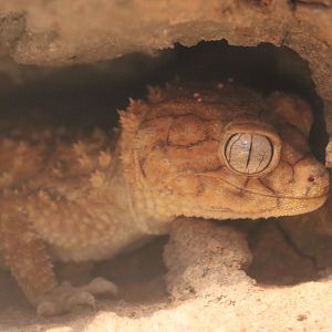 Centralian Rough Knob-tailed Gecko (Nephrurus amyae)