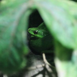 Greater Green Snake (Ptyas major)