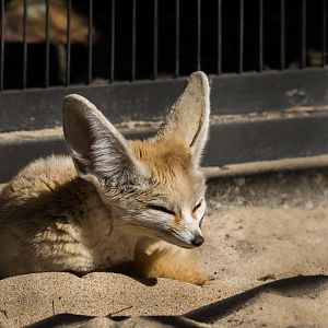 Fennec Fox
