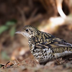 White's Thrush
