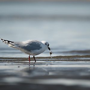 Saunder's Gull having a little snack