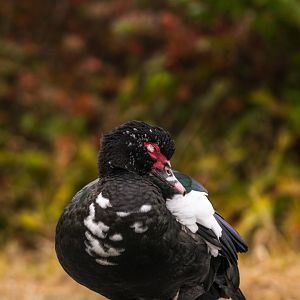 Muscovy Duck at Hinokicho Park