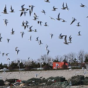 black-headed gull (Chroicocephalus ridibundus) and black-tailed gull (Larus crassirostris)