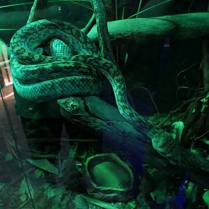 Australian Scrub Python