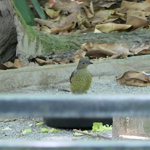 Satin Bowerbird