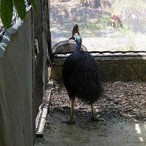 Southern Cassowary