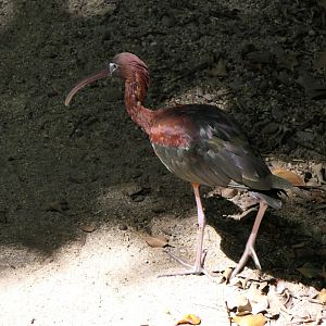 Glossy Ibis