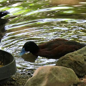 Blue-billed Duck