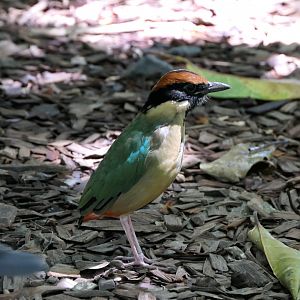 Noisy Pitta