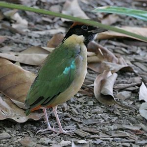 Noisy Pitta