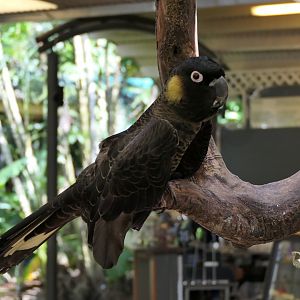 Yellow-tailed Black-Cockatoo