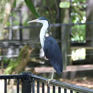 Pied Heron
