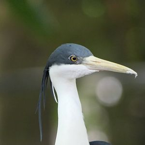 Pied Heron