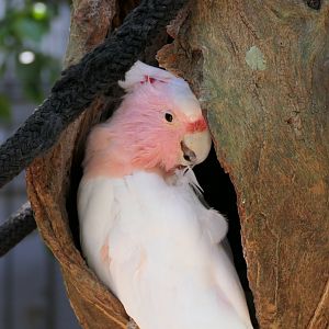 Pink Cockatoo