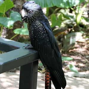 Red-tailed Black-Cockatoo