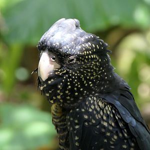 Red-tailed Black-Cockatoo