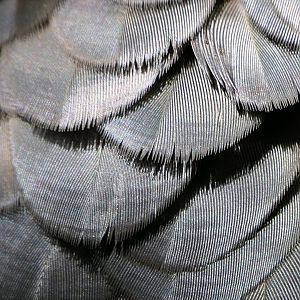 Red-tailed Black-Cockatoo - feather detail
