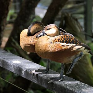 Wandering Whistling-Duck