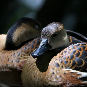Wandering Whistling-Duck