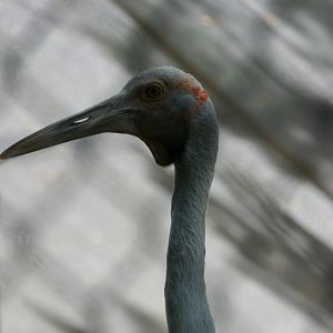 Brolga