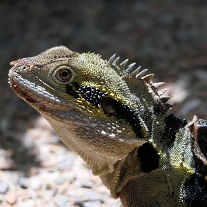 Eastern Water Dragon