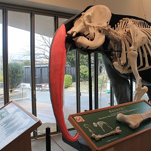 Elephant, zoo museum