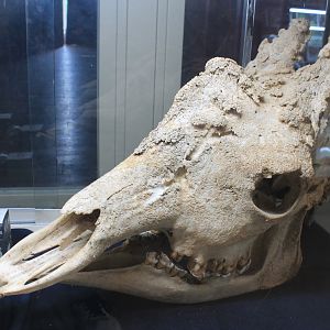 Giraffe skull, zoo museum