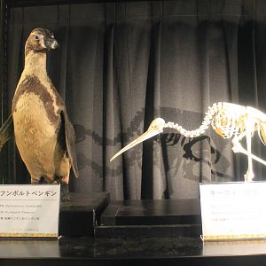 Penguin and Kiwi, zoo museum