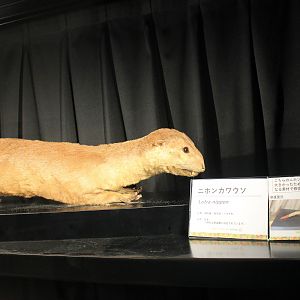 Japanese Otter (Lutra nippon), zoo museum