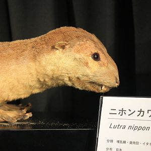 Japanese Otter (Lutra nippon), zoo museum