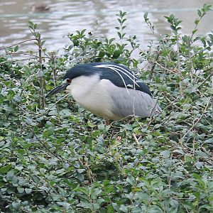 Black-crowned Night Heron, Flight Aviary