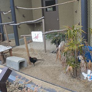 World of Birds aviary example