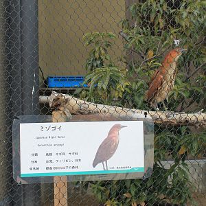 Japanese Night Heron, World of Birds