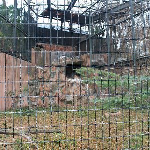 Japanese Golden Eagle aviary