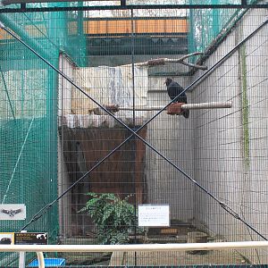 Lesser Yellow-headed Vulture aviary