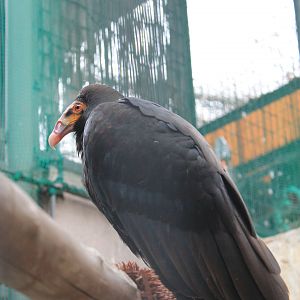 Lesser Yellow-headed Vulture (Cathartes burrovianus)