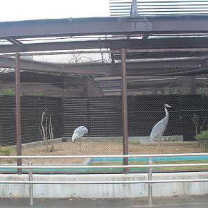Sarus Crane aviary