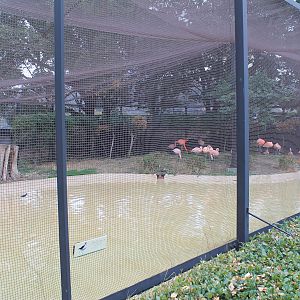 Flamingo aviary