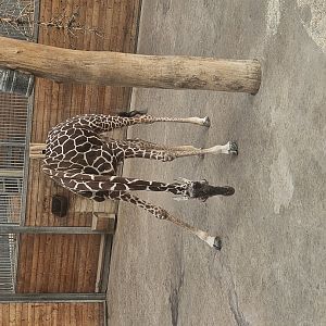 Giraffe drinking position