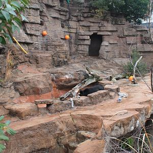 Spectacled Bear enclosure